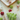 Aspen & Fig 73-inch felt Christmas garland featuring trees, stars, and felt balls on cotton string