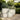 #color_creamy-white