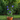 12" x 30" Flower Trellis, Black