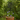 16" x 58" Tree of Life Trellis, Black