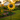 48" Sunflower Wind Spinner