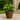 German Levante Pot – Basalt (Chocolate)