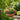 outdoor hanging flower baskets