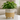 Modernist Face Tall Planter – Cream & Gold