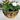 Norfolk Hanging Basket