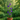 Palladian Trellis, Black
