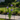 Sunburst Mini Trellis