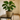 Vine Rim Planter with Attached Saucer